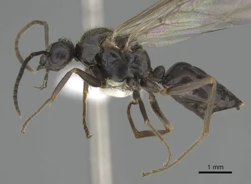Formica nevadensis specimen CASENT0843923 image casent0843923_3
