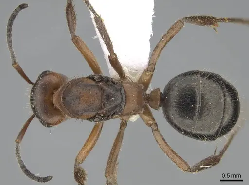 Formica nevadensis specimen CASENT0843924 image casent0843924_1