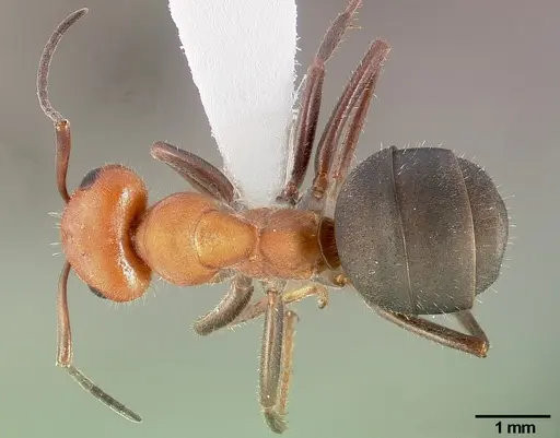 Formica obscuripes specimen CASENT0005389 image casent0005389_1