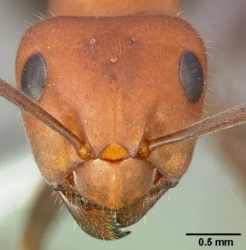 Formica obscuripes specimen CASENT0005389 image casent0005389_2