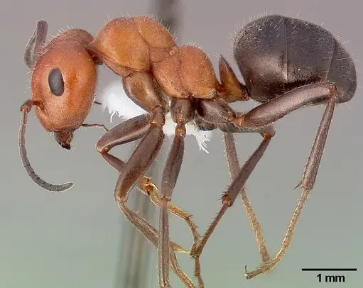 Formica obscuripes specimen CASENT0005389 image casent0005389_3