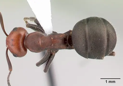 Formica obscuripes specimen CASENT0179852 image casent0179852_1