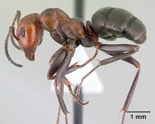 Formica obscuripes specimen CASENT0179852 image casent0179852_3