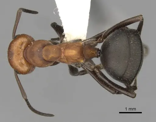 Formica obscuripes specimen CASENT0280401 image casent0280401_1