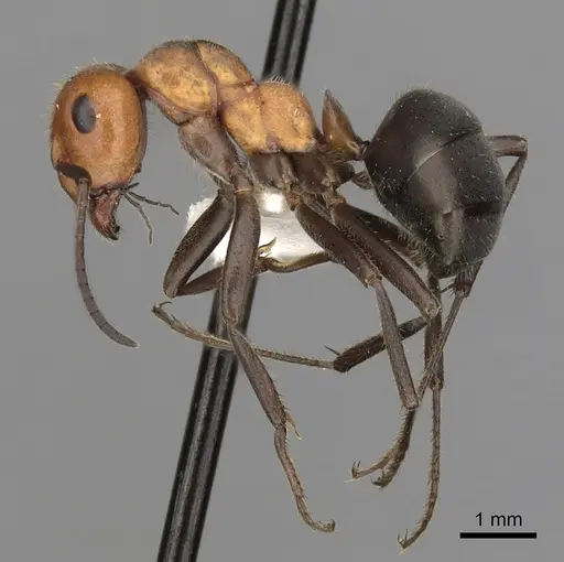 Formica obscuripes specimen CASENT0280401 image casent0280401_3
