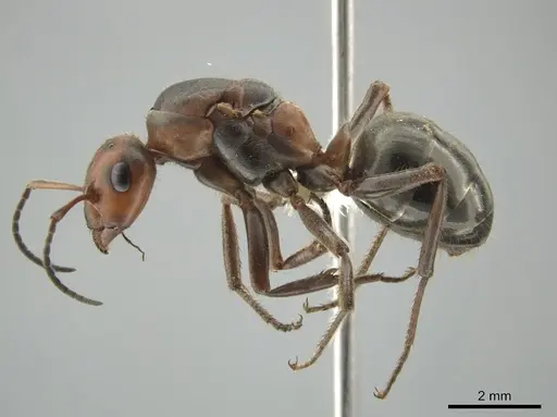 Formica obscuripes specimen CASENT0648009 image casent0648009_3