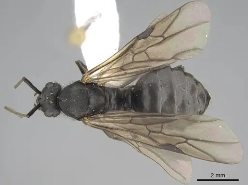 Formica obscuripes specimen CASENT0843926 image casent0843926_1