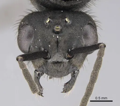 Formica obscuripes specimen CASENT0843926 image casent0843926_2