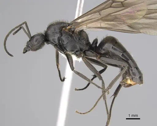 Formica obscuripes specimen CASENT0843926 image casent0843926_3
