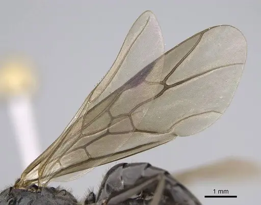 Formica obscuripes specimen CASENT0843926 image casent0843926_4