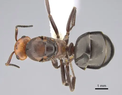 Formica obscuripes specimen CASENT0843927 image casent0843927_1