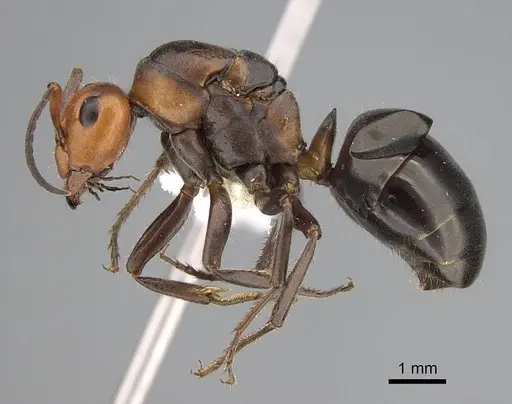 Formica obscuripes specimen CASENT0843927 image casent0843927_3