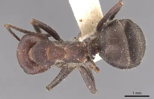 Formica obscuripes specimen CASENT0905698 image casent0905698_1