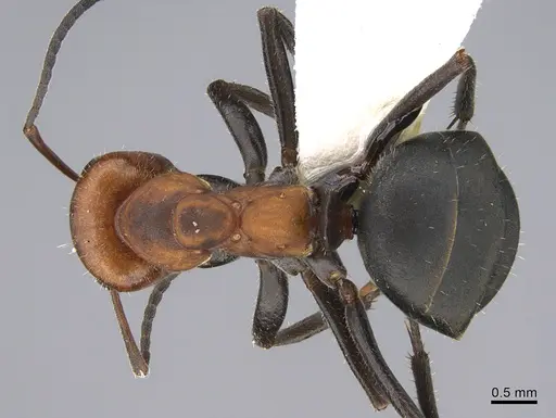 Formica obscuripes specimen CASENT0923670 image casent0923670_1