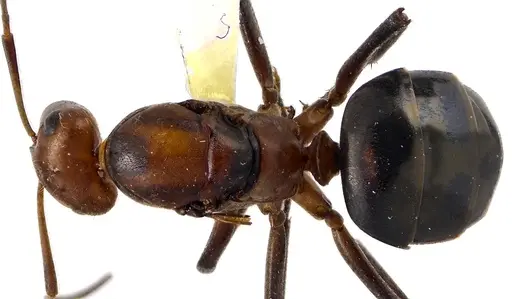 Formica obscuriventris specimen ANTWEB1041599 image antweb1041599_1