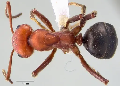 Formica obscuriventris specimen ANTWEB1041712 image antweb1041712_1