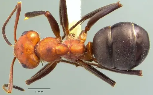 Formica obscuriventris specimen ANTWEB1041721 image antweb1041721_1