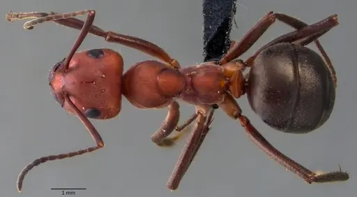 Formica obscuriventris specimen ANTWEB1060089 image antweb1060089_1