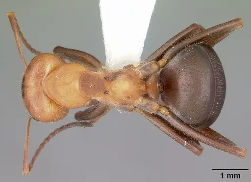 Formica obscuriventris specimen CASENT0104769 image casent0104769_1
