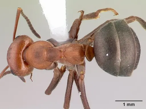 Formica obscuriventris specimen CASENT0179609 image casent0179609_1