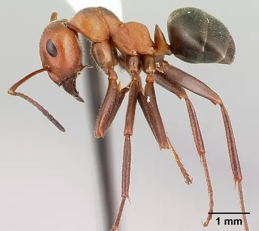 Formica obscuriventris specimen CASENT0179609 image casent0179609_3
