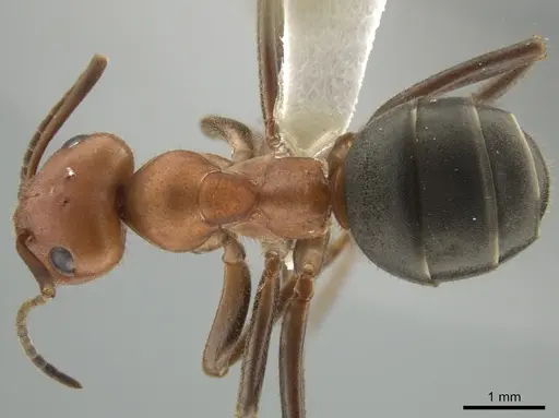 Formica obscuriventris specimen CASENT0633325 image casent0633325_1