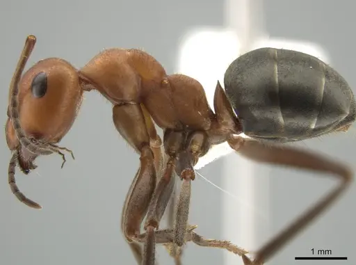 Formica obscuriventris specimen CASENT0633325 image casent0633325_4