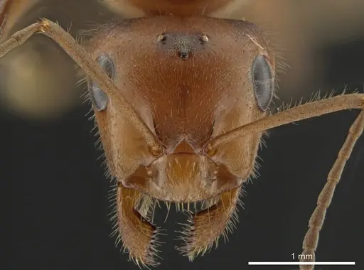Formica obscuriventris specimen CASENT0639506 image casent0639506_1