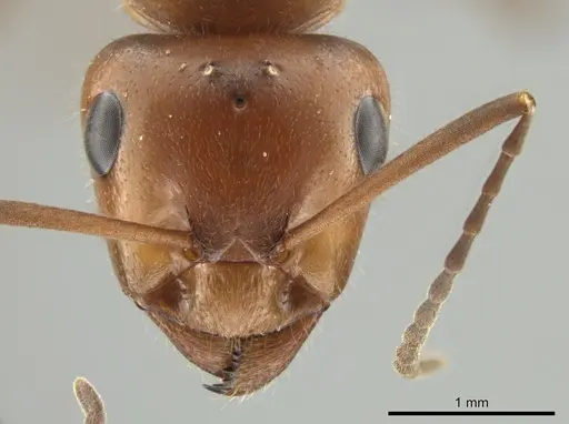 Formica obscuriventris specimen CASENT0639514 image casent0639514_2