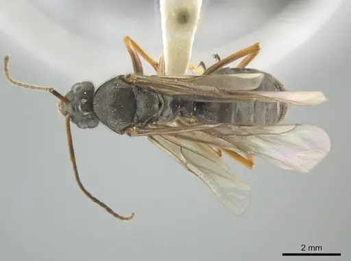 Formica obscuriventris specimen CASENT0639519 image casent0639519_1