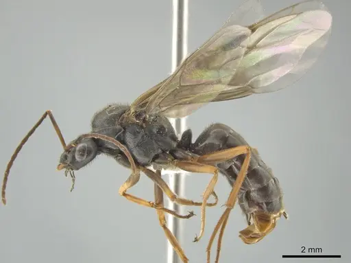 Formica obscuriventris specimen CASENT0639519 image casent0639519_3