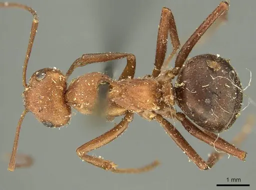Formica obscuriventris specimen CASENT0915637 image casent0915637_1
