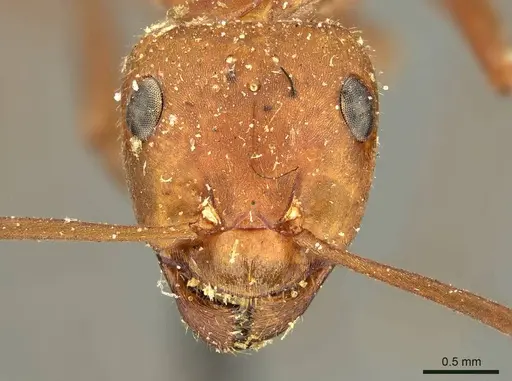 Formica obscuriventris specimen CASENT0915637 image casent0915637_2