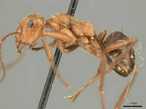 Formica obscuriventris specimen CASENT0915637 image casent0915637_3