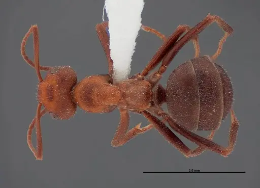 Formica obscuriventris specimen FMNHINS0000062712 image fmnhins0000062712_1