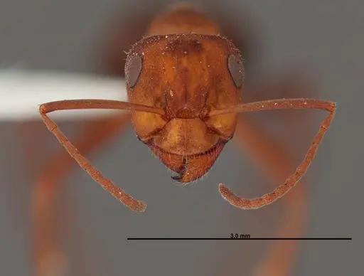 Formica obscuriventris specimen FMNHINS0000062712 image fmnhins0000062712_2