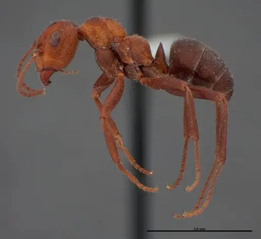 Formica obscuriventris specimen FMNHINS0000062712 image fmnhins0000062712_3
