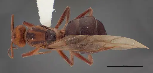 Formica obscuriventris specimen FMNHINS0000062713 image fmnhins0000062713_1