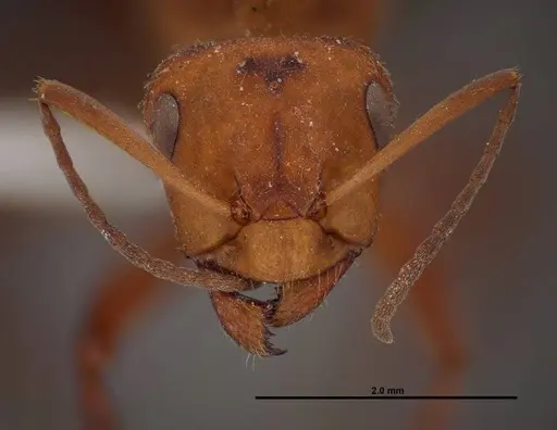 Formica obscuriventris specimen FMNHINS0000062713 image fmnhins0000062713_2