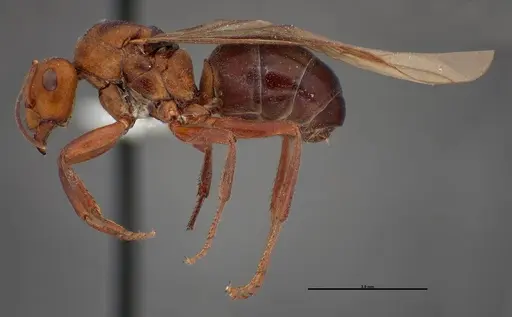 Formica obscuriventris specimen FMNHINS0000062713 image fmnhins0000062713_3