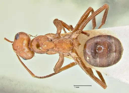 Formica obscuriventris specimen FOCOL2745 image focol2745_1