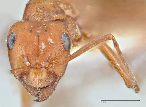 Formica obscuriventris specimen FOCOL2745 image focol2745_2