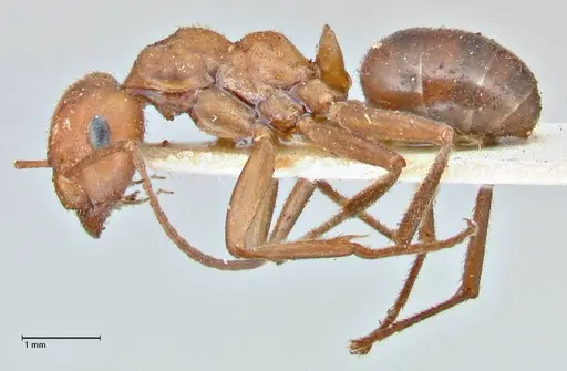 Formica obscuriventris specimen FOCOL2745 image focol2745_3
