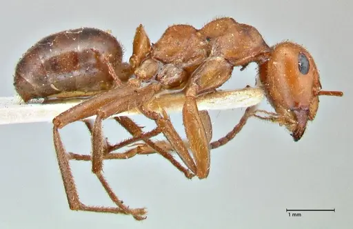 Formica obscuriventris specimen FOCOL2745 image focol2745_4