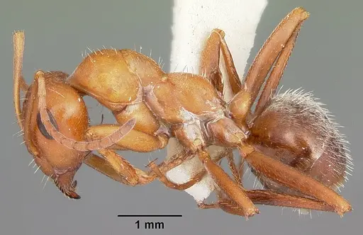 Formica obtusopilosa specimen CASENT0104686 image casent0104686_3