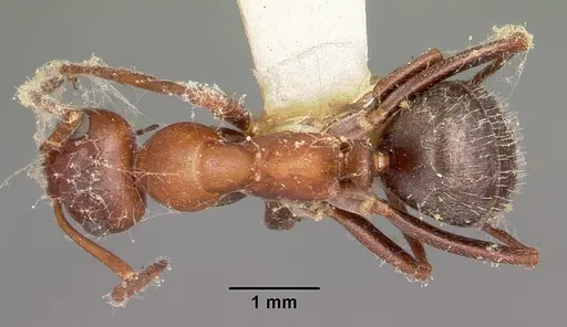 Formica obtusopilosa specimen CASENT0104687 image casent0104687_1