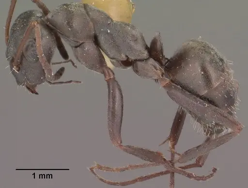 Formica occulta specimen CASENT0102798 image casent0102798_3
