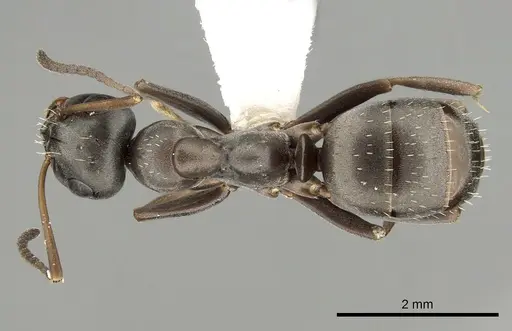Formica occulta specimen CASENT0280353 image casent0280353_1