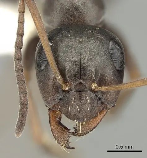 Formica occulta specimen CASENT0280353 image casent0280353_2