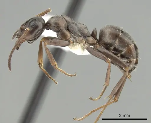 Formica occulta specimen CASENT0280353 image casent0280353_3
